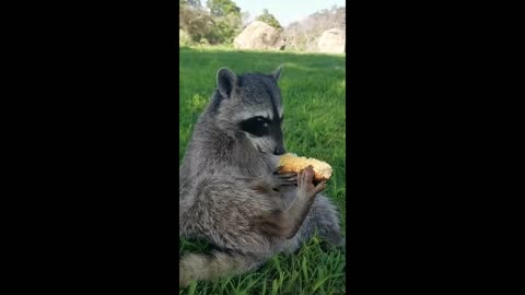 Cute raccoon enjoys tasty corn on the cob