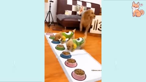 I DARE YOU NOT TO LAUGH AT THIS CUTIE PETS!!!
