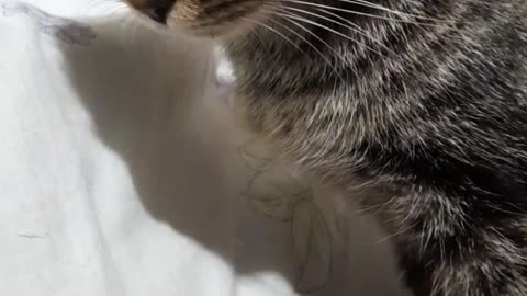 sweet cat
