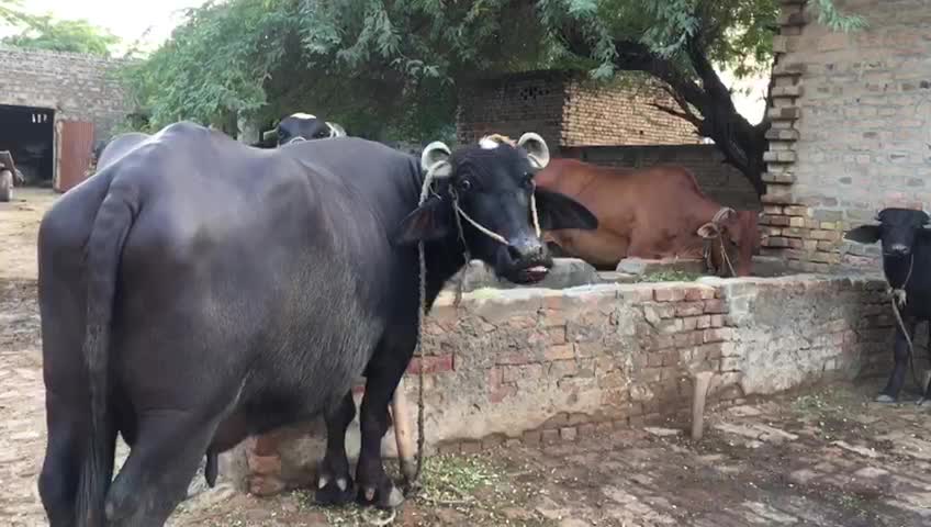 Animals chewing on stuff