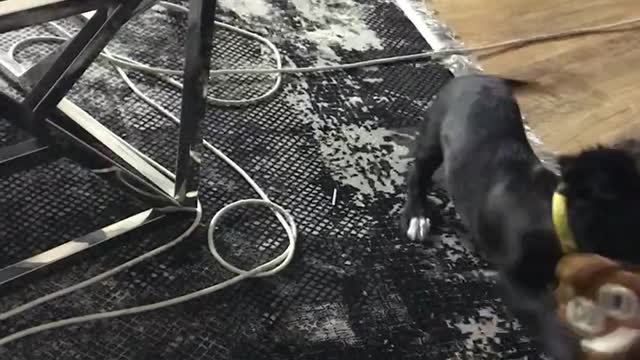 cute dog
