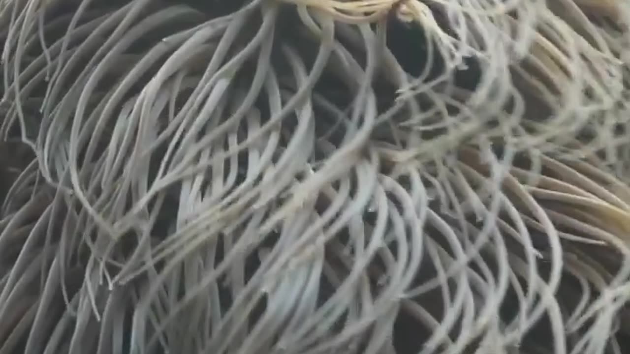 Wildlife
