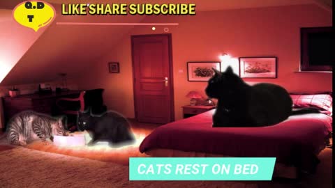 Cat rest on bed | Cute cat | Baby Cat | dancing cat | qureshi digital tv