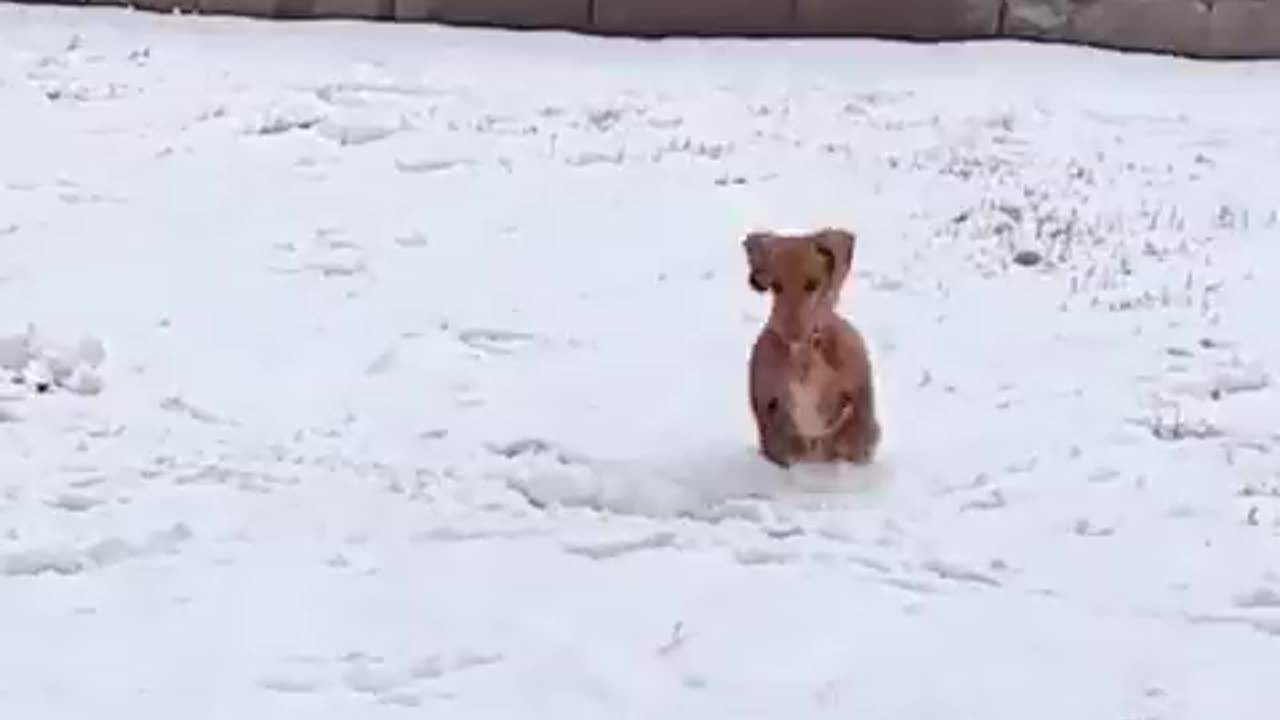 Its Snow Fall / I am Very Happy