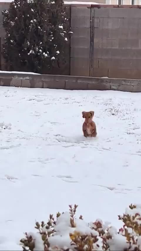 Its Snow Fall / I am Very Happy