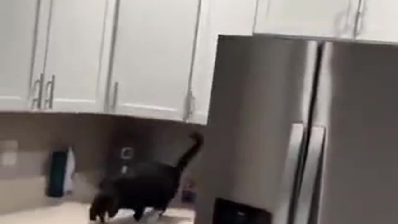 Watch the Bad luck of a Cat with Big Dreams!