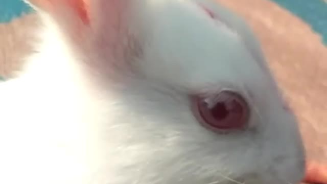#Rabbits eating for ghaas