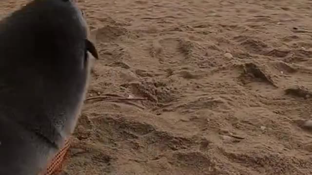 #strangerthings #seal #sea #fyp