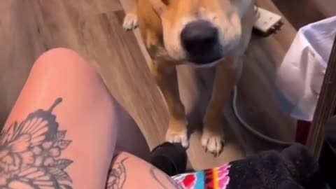 Best Funny Cute Dogs Viral Clips🐶 Funny Amazing Dogs