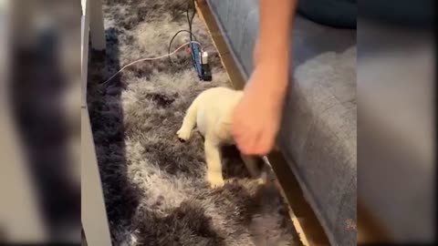 Dog funny video