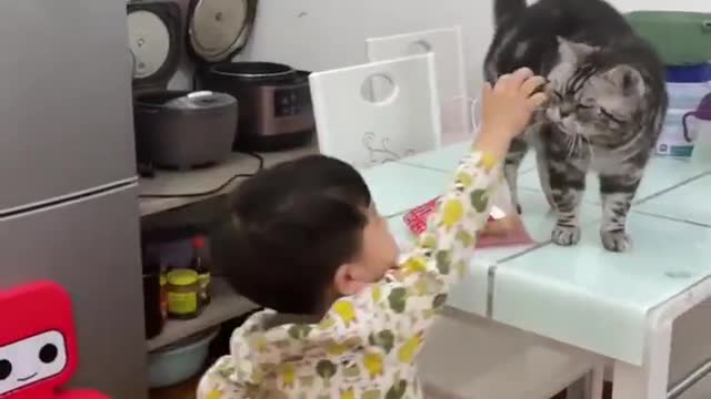 There is a chemistry between the cat and boy
