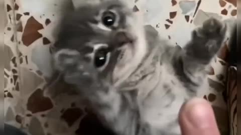 Do you like cute pets?