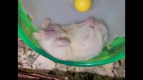 Hamster eats snack in the laziest possible way Shorts.