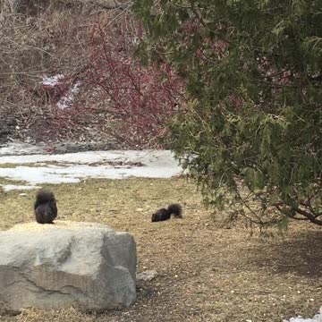 Black Squirrels Feeding among others