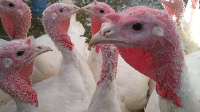 Beautiful Turkeys