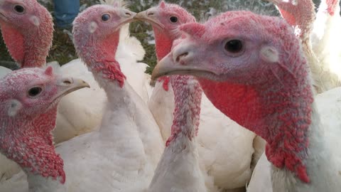 Beautiful Turkeys