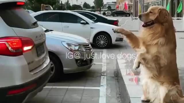 Dog very minedid dog very good
