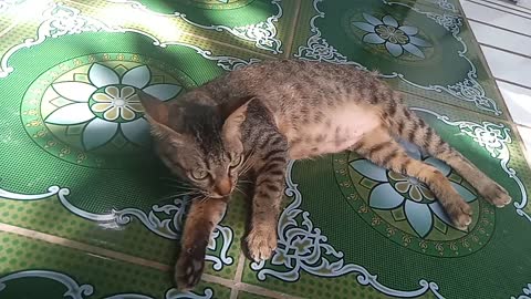 Kucing lagi asik mandi