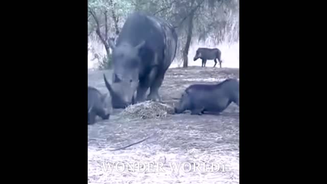 Gainda Vs Boar Fight In The Jungle