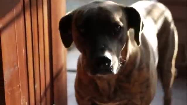 I am a obedient and can watch the lovely dog