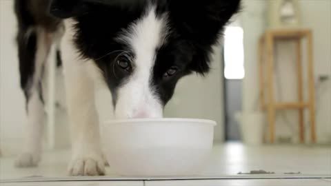 Pets. dog