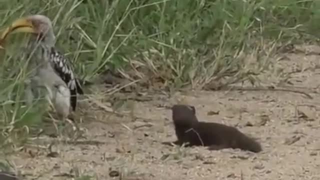 Mongoose uses stealth tactics