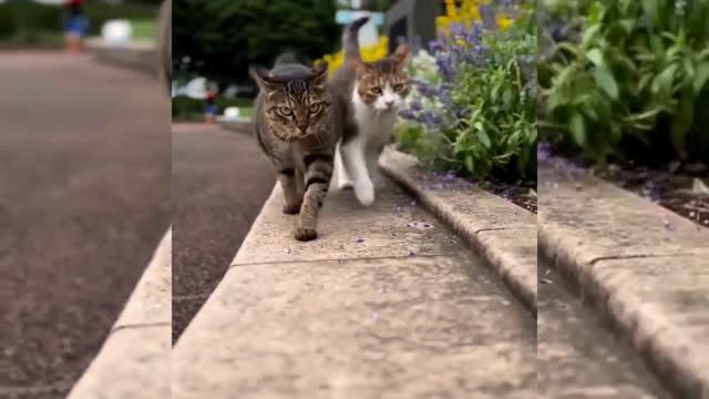 Walking cats funny video