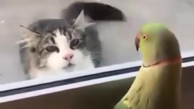 Parrot vs Cat funny video 🤣💕