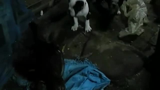 Puppy Tries to Keep the Peace