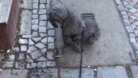 Black fluffy dog handstand pee