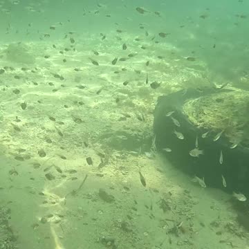 Snorkeling Adventures Philippines. Wow, check out all the cool fish!!
