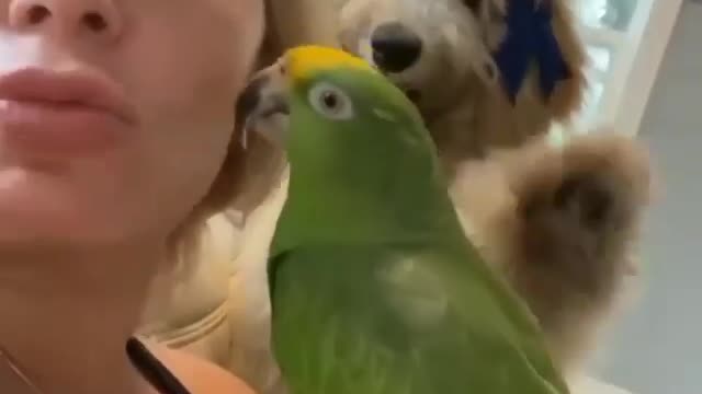 A dog slaps a parrot