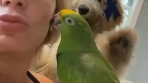 A dog slaps a parrot