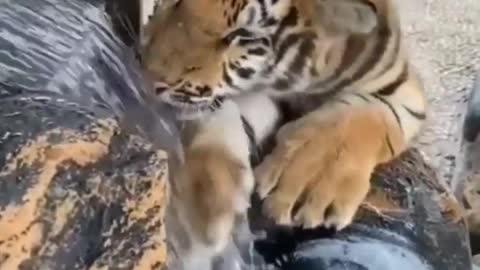 tiger drinking water