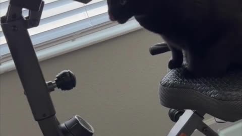 Adopting a Cat from a Shelter Vlog - Cute Precious Piper Investigate the Exercise Bike #shorts