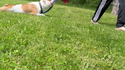 Dog loves cool grass on his belly