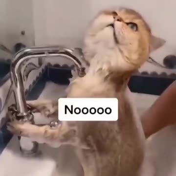 #animals #cuteness #viral #clip