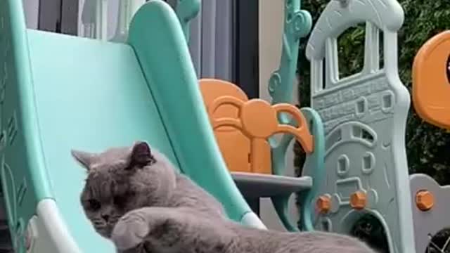 CAT FUNNY VIDEO MAKE YOU LOUGH