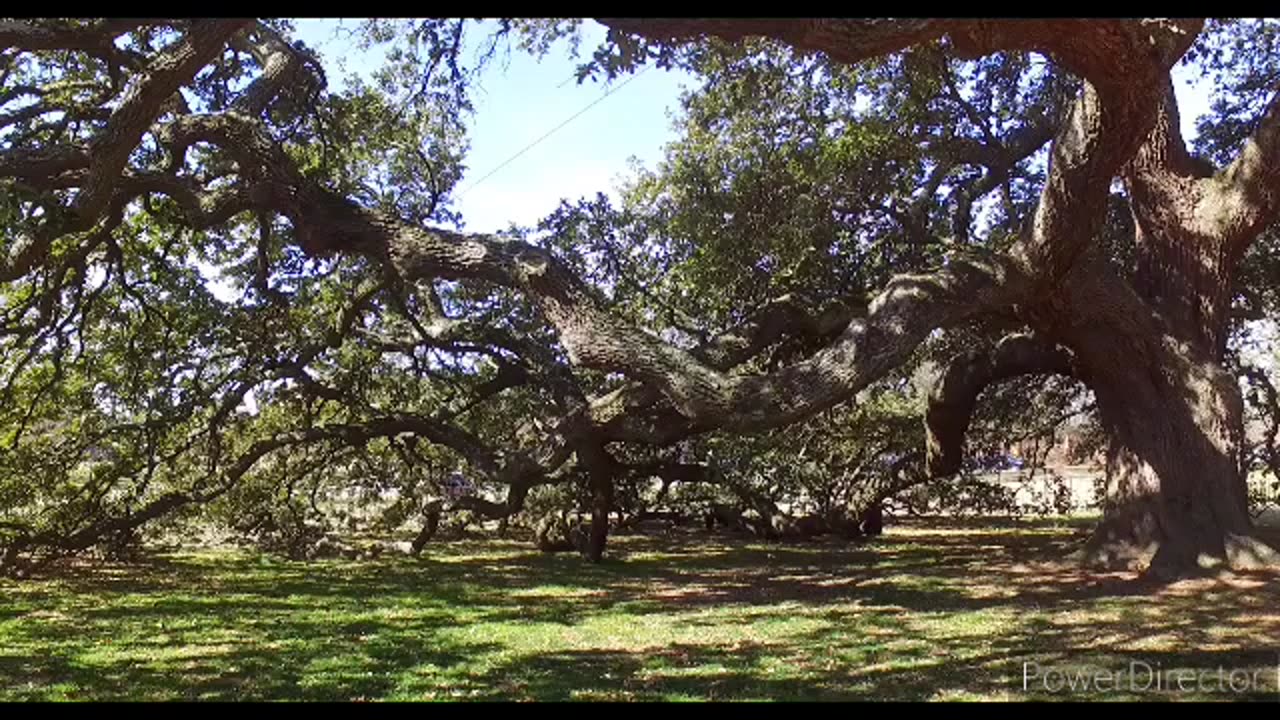 Emancipation oak hampton