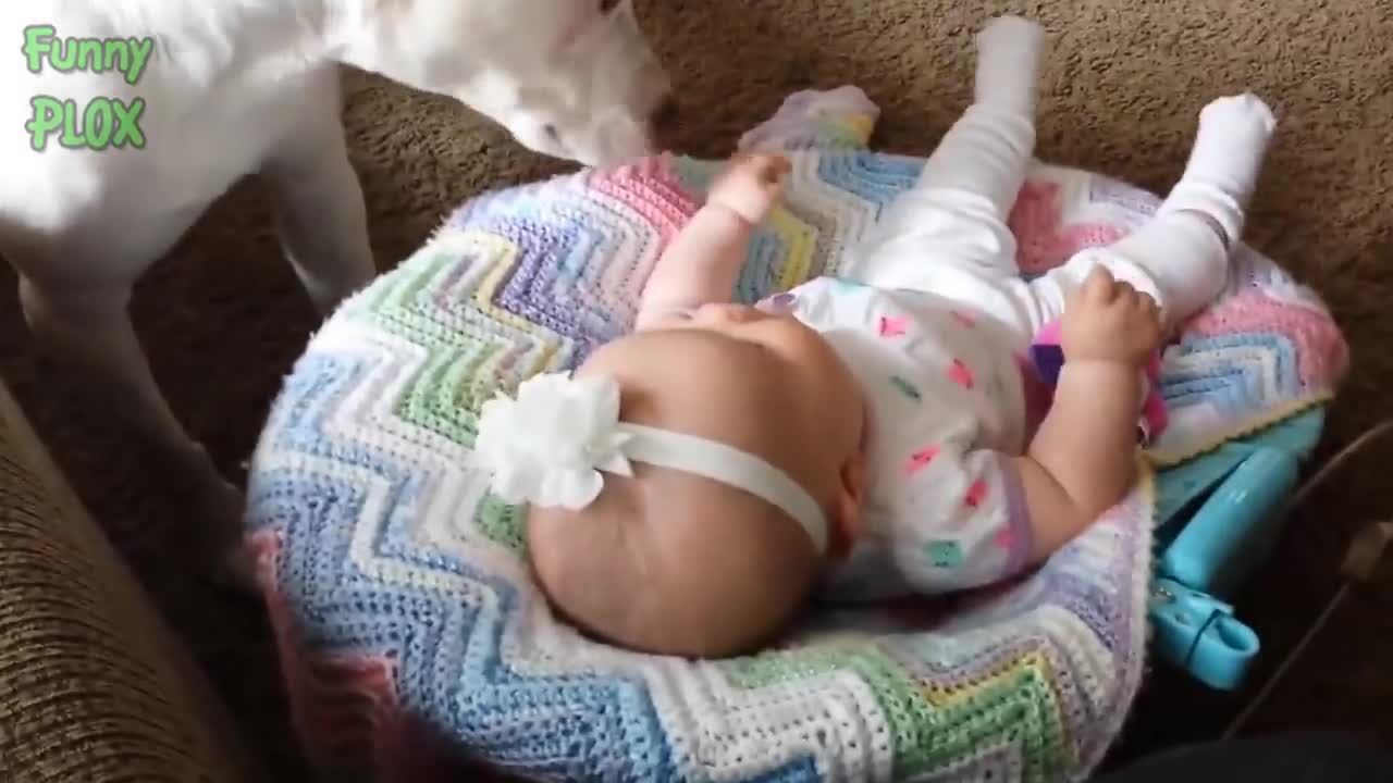 Funny Babies Laughing Hysterically at Dogs Compilation