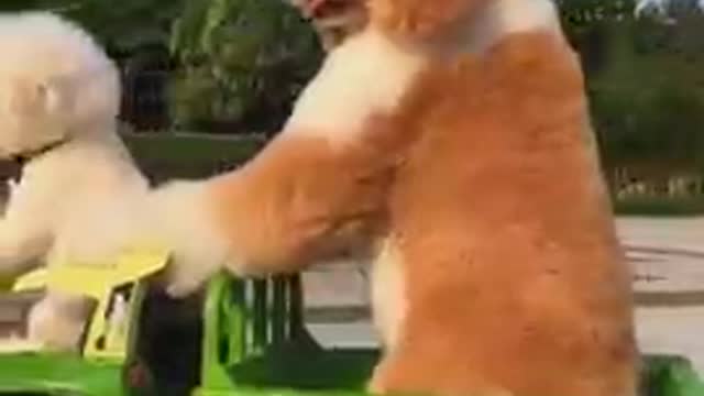 Dogs - Baby dogs - funny and fluffy (48) / Cães - Filhotes - engraçados e fofos (48) #shorts
