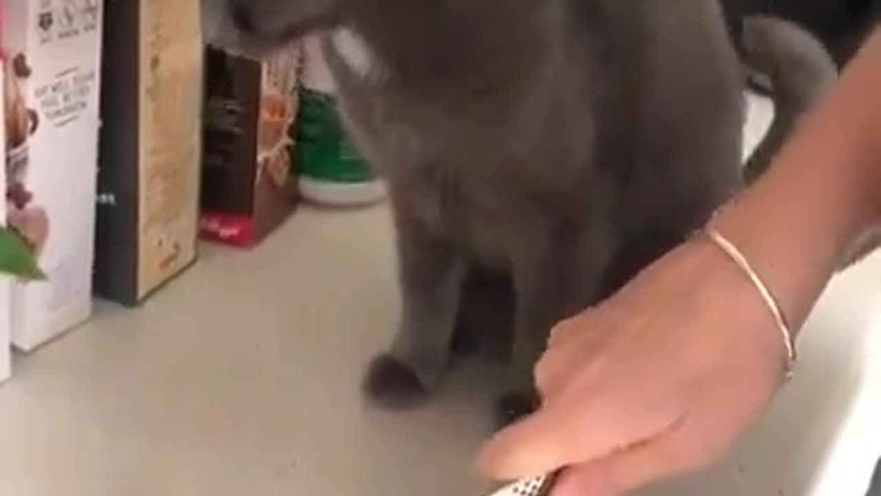 Watch what happened to the cat when he smelled onions