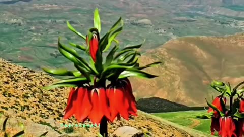 The beautiful nature of Iran