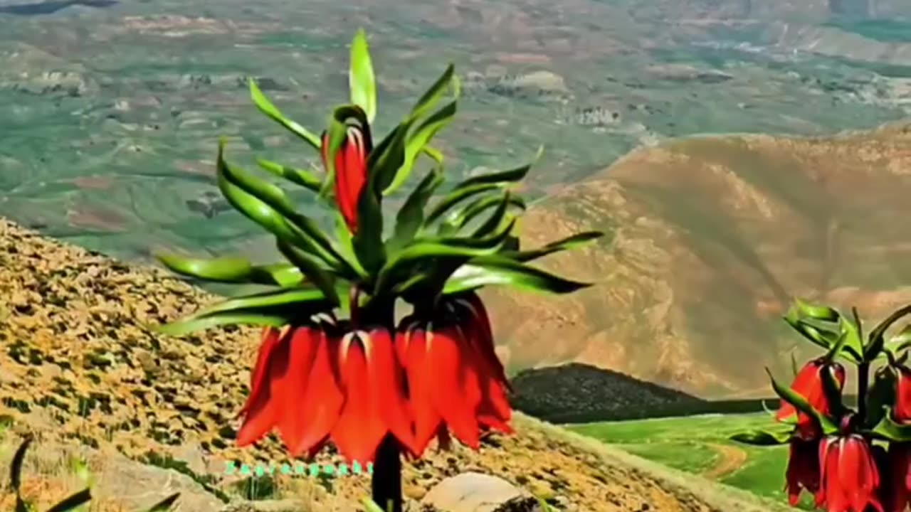 The beautiful nature of Iran