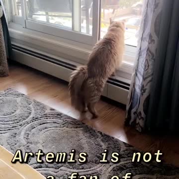 Artemis Greets the Window Cleaner