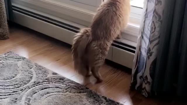 Artemis Greets the Window Cleaner
