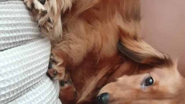 Dachshund is sleeping leaning on the sofa.