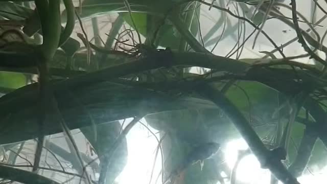 Cute tropical fishes are eating food