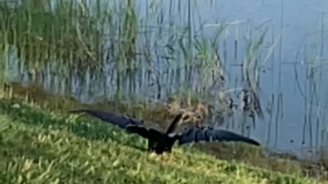 Anhinga in Flight