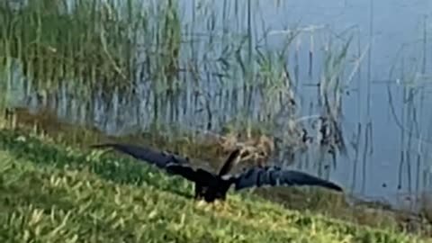 Anhinga in Flight